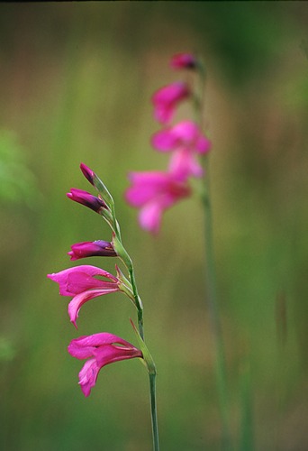 Wild Gladioli (Gladiolus illyricus)
image ref 85 Nature in the New Forest : Wild Gladioli (Gladiolus illyricus)