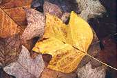 Wet Tulip Tree Leaves (Liriodendron tulipifera)
image ref 127 Wet Tulip Tree Leaves (Liriodendron tulipifera)
image ref 127