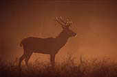 Young Stag in the Morning Mist
image ref 218 Young Stag in the Morning Mist
image ref 218