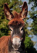 Donkey Foal near Abbotts Well
image ref 288