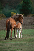 Nursing Mare and Foal
image ref 271 Nursing Mare and Foal
image ref 271