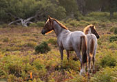 Mare and Foal near Bolderwood Walk
image ref 408 Mare and Foal near Bolderwood Walk
image ref 408
