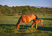 Mare and Foal at Whitefield Moor
image ref 324 Mare and Foal at Whitefield Moor
image ref 324