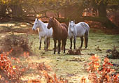 Ponies in Bratley Wood
image ref 409 Ponies in Bratley Wood
image ref 409