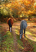 Ponies Grazing in Brinken Wood
image ref 351