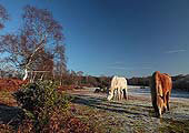 Ponies at Furzley Common
image ref 283 Ponies at Furzley Common
image ref 283