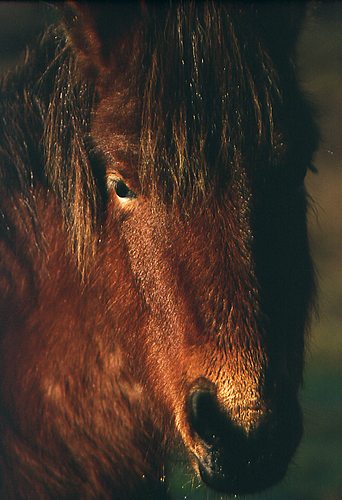 Close up of New Forest pony
image ref 15 New Forest Ponies : Close up of New Forest pony