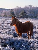 New Forest Pony at Dibden Bottom image ref 161