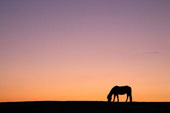 Pony Silhouette
image ref 296 Pony Silhouette
image ref 296