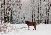 Pony in the Coppice of Linwood
image ref 261
