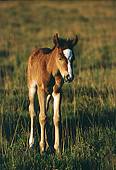 Sleeping New Forest pony foal
image ref 17